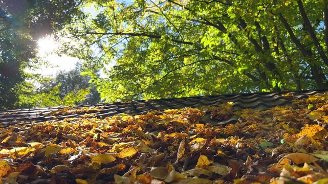 Autumn yellow leaves on a house roof with sunlight filtering through trees, video footage
