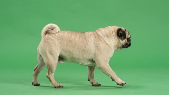 Pug Walking 4K Green Screen Stock Video Wildlife Footage Stock