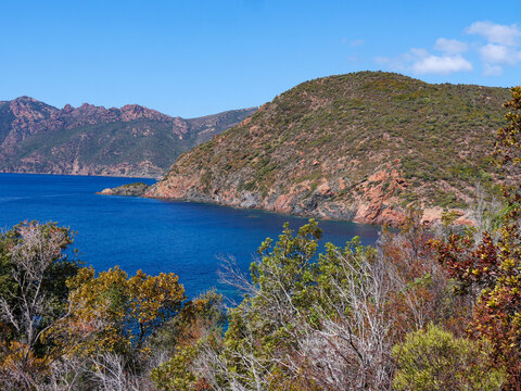 Mediterranean sea bay with pink wildflowers and maquis vegetation in Corsica
