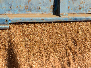 Golden stream of wheat or barley grain pouring from an open blue dumper truck body for animal livestock feed production outdoors. Dynamic agricultural crop harvest concept scene, gold seeds.  © Dmitry Presnyakov
