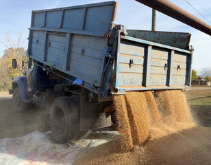 Dumper truck unloading wheat or barley grain for animal livestock feed production outdoors. Organic agricultural crop harvest concept scene, gold seed heap unloading process background farming. © Dmitry Presnyakov