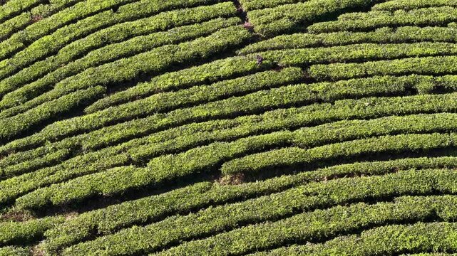 Aerial drone view of terraced tea plantation rows forming green textured patterns on sunlit hillside.