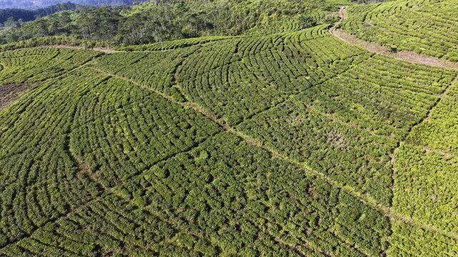 Drone perspective of terraced green tea fields at Kertowono showing rows, contours and rural landscape.