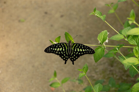 Tailed Jay butterfly (Graphium agamemnon), a striking tropical butterfly known for its vibrant green and black patterns