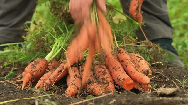Fresh carrots being harvested and gathered from dark soil with leafy green tops in a garden, showing an abundant seasonal vegetable crop and hands on farming work