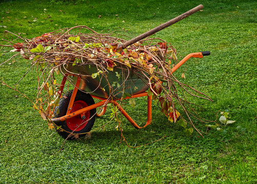 Seasonal Yard Cleanup with Branches and Leaves in Wheelbarrow - illustrating seasonal gardening, pruning, yard cleanup, and organic garden waste.