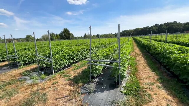 A vibrant raspberry field featuring lush green bushes meticulously trained on structured metal trellises for optimal growth and easy harvesting.