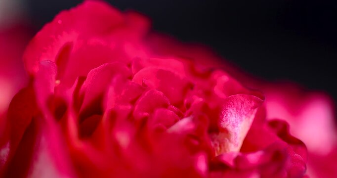 Vibrant red rose blossom details closeup, organic domestic rose flower petals with light white spots on dark surface indoors
