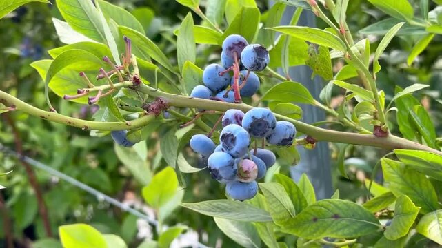 A branch of a blueberry bush laden with clusters of ripe, blue berries nestled among vibrant green leaves in daylight.