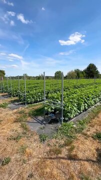Commercial raspberry plantation with potted bushes on weed barrier fabric, supported by a T-bar trellis system and automatic drip irrigation.