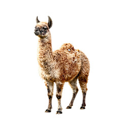 Fototapeta premium A llama with a curly brown fleece stands on a white background