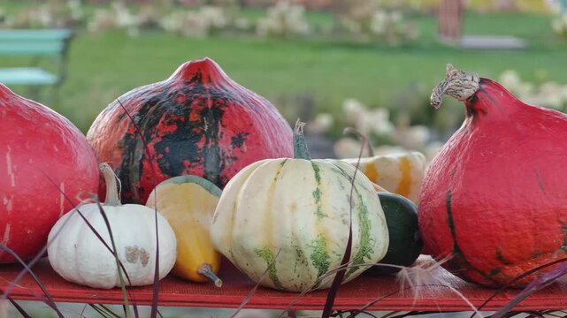 Pan shot of diverse bright orange red yellow and white decorative pumpkins squashes and gourds arranged on a red wooden table outdoors during an autumn harvest festival.