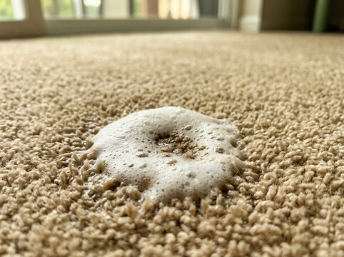 Close up view of foaming carpet cleaner or stain remover reacting with dirt and pet mess on a beige plush living room carpet floor, depicting household cleaning and chemical stain removal maintenance.