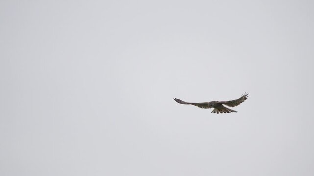 A preying common kestrel (Falco tinnunculus) - slow motion