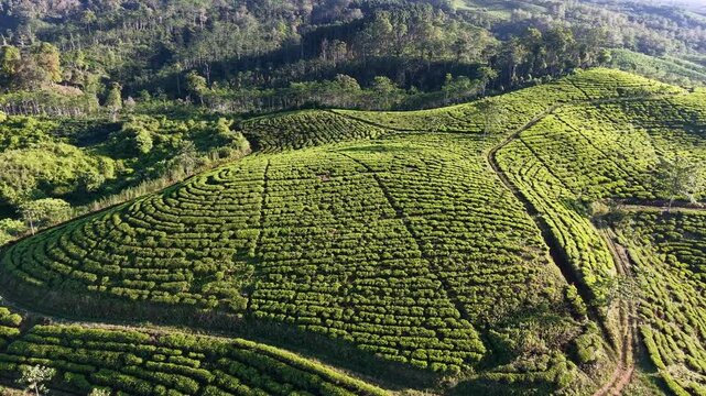 Bright afternoon sunshine highlighting the neatly pruned tea rows across the slopes of Kertowono estate.