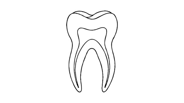 Cross section of a molar tooth with a two cusp crown, a thin enamel layer, the inner pulp chamber and canals running down two long tapered roots, a vector line icon for dental anatomy and oral care