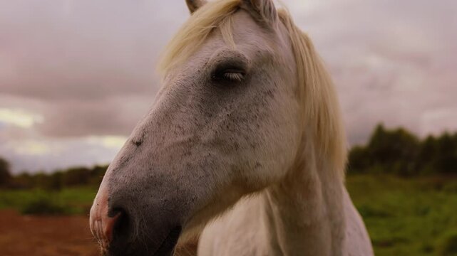 Pale horse standing in a rural paddock beside green pasture. Equine livestock and domestic animal care. Countryside farm life and natural habitat.