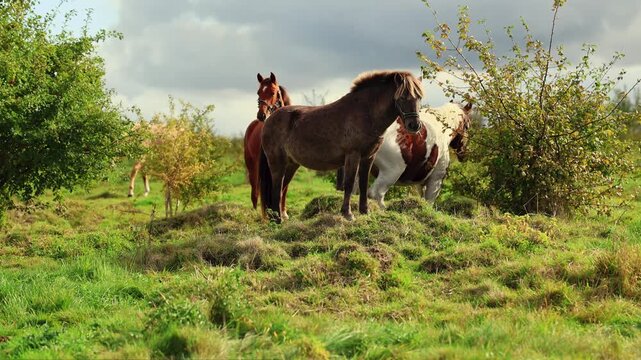 Horses standing in a green pasture, with chestnut, bay and gray horses facing the camera. Equine animals on a farm. Horse herd in a rural paddock. Livestock outdoors.