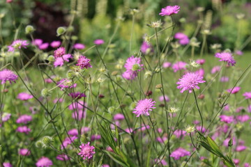 Obraz premium Pink Knautia macedonica flowers in a garden