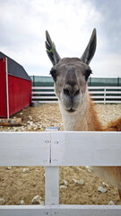 A llama stands behind a white fence in a sandy outdoor farm enclosure with a red barn in the background. for agricultural promotions, educational materials, eco-tourism, and animal husbandry content © Irina