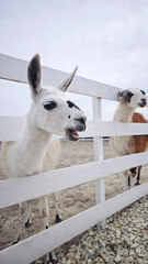 Two llamas stand behind a white fence in an outdoor enclosure on a farm. This image is perfect for agricultural ads, educational resources, eco-tourism brochures, and animal care guides. © Irina