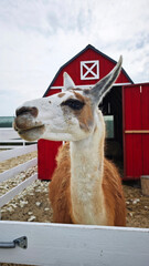 A llama stands in front of a red barn in an outdoor farm enclosure. This image is ideal for agricultural advertising, educational content, eco-tourism promotion, and animal-related articles. © Irina