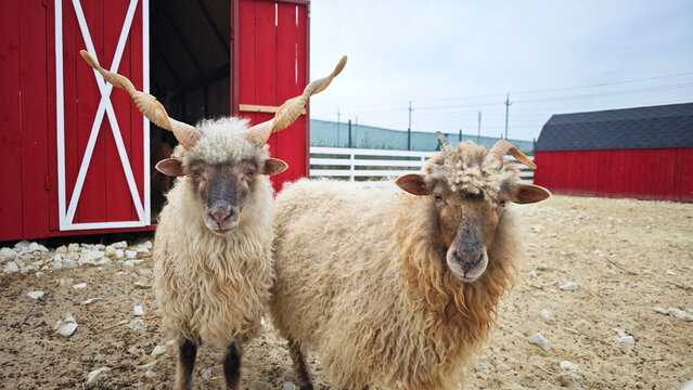Two Hungarian Racka sheep stand by a red barn in an outdoor enclosure. Perfect for agricultural promotion, educational resources, rare breed awareness, eco-farm marketing, and animal husbandry visuals
