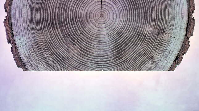 Cross section of a tree trunk showing concentric growth rings, textured bark edges, and a pale, soft-focus background gradient
