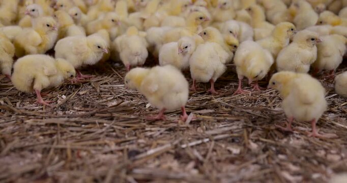 Fluffy domestic chicks on a litter, young chicks walk around the building of the livestock complex, the floor of which is strewn with sawdust