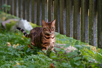 bengal cat in the garden © talavietis