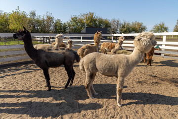 Fototapeta premium White alpaca resting on warm sandy ground - in warm sunlight