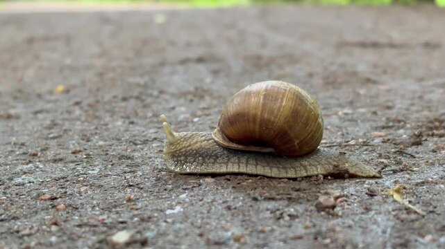 Close-up of a garden snail crawling on a forest path