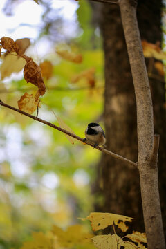 m&eacute;sange &agrave; t&ecirc;te noire en automne, Qu&eacute;bec, Canada