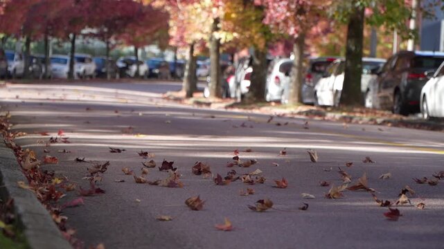 Rua do Outono in Curitiba, Paran&aacute;, Brazil &ndash; Liquidambar Trees, Red Foliage and Autumn Landscape