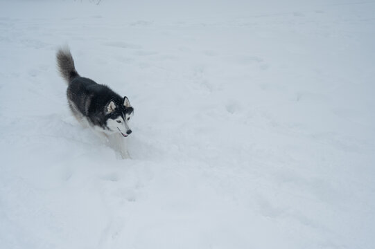 Siberian husky dog running away in deep snow towards winter forest