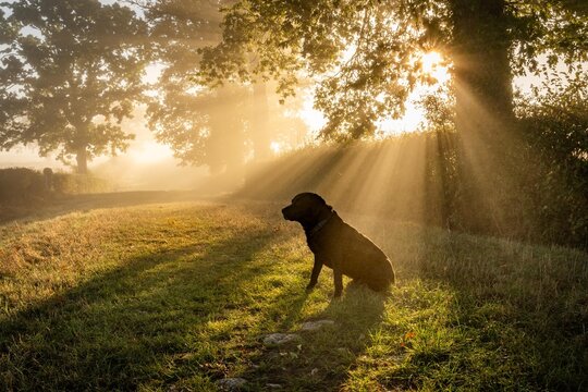 early morning misty walk with the dog