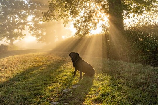 early morning misty walk with the dog