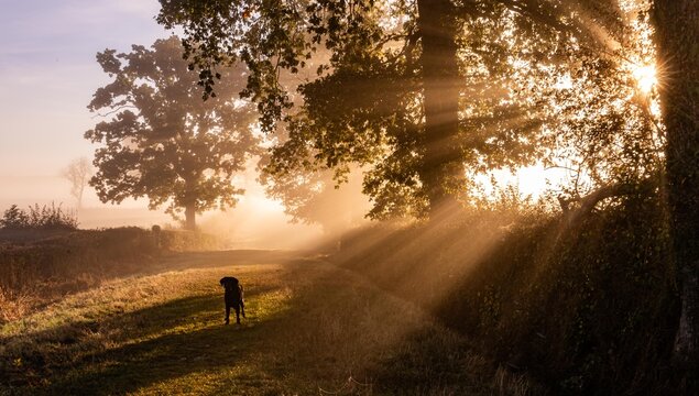 early morning misty walk with the dog