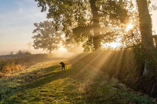 early morning misty walk with the dog
