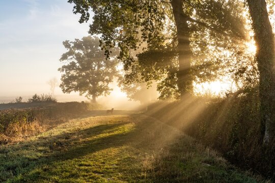 early morning misty walk with the dog