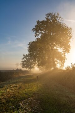 early morning misty walk with the dog