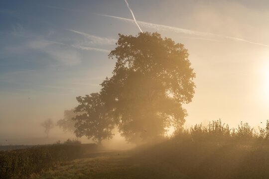 early morning misty walk with the dog