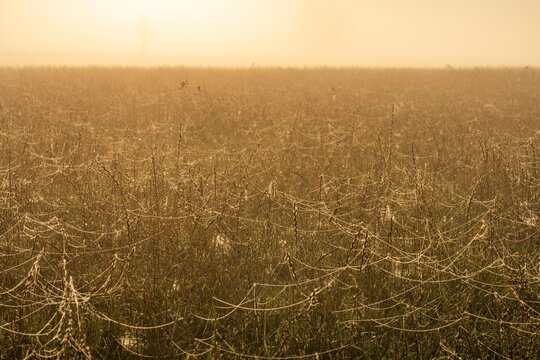 early morning misty walk with the dog