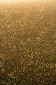 early morning misty walk with the dog