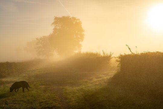 early morning misty walk with the dog