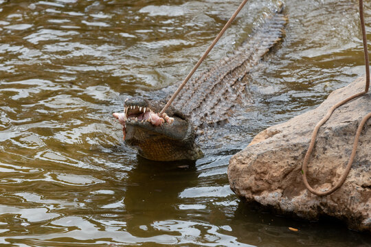 Photo of a Nile crocodile (crocodylus niloticus) being fed from a feeding rope
