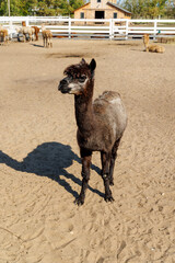 Fototapeta premium Mixed alpaca herd gathered inside a rural corral