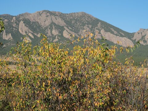 American Plum (Prunus americana) in Early Autumn with Flatirons in Boulder, Colorado
