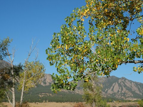 Early Autumn Cottonwood Leaves with Flatirons in Boulder, Colorado