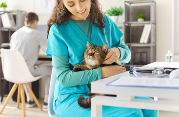 Veterinarian with cat at clinic consultation. A nurse comforts the feline patient before examination, with stethoscope nearby for pet healthcare. Concept shows veterinary doctor care. © Studio Romantic